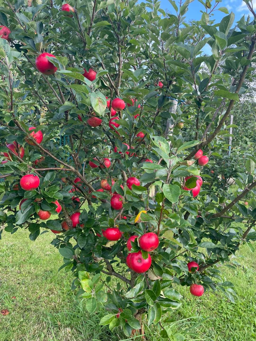 Wild Atlantic Harvesters Apple Juice