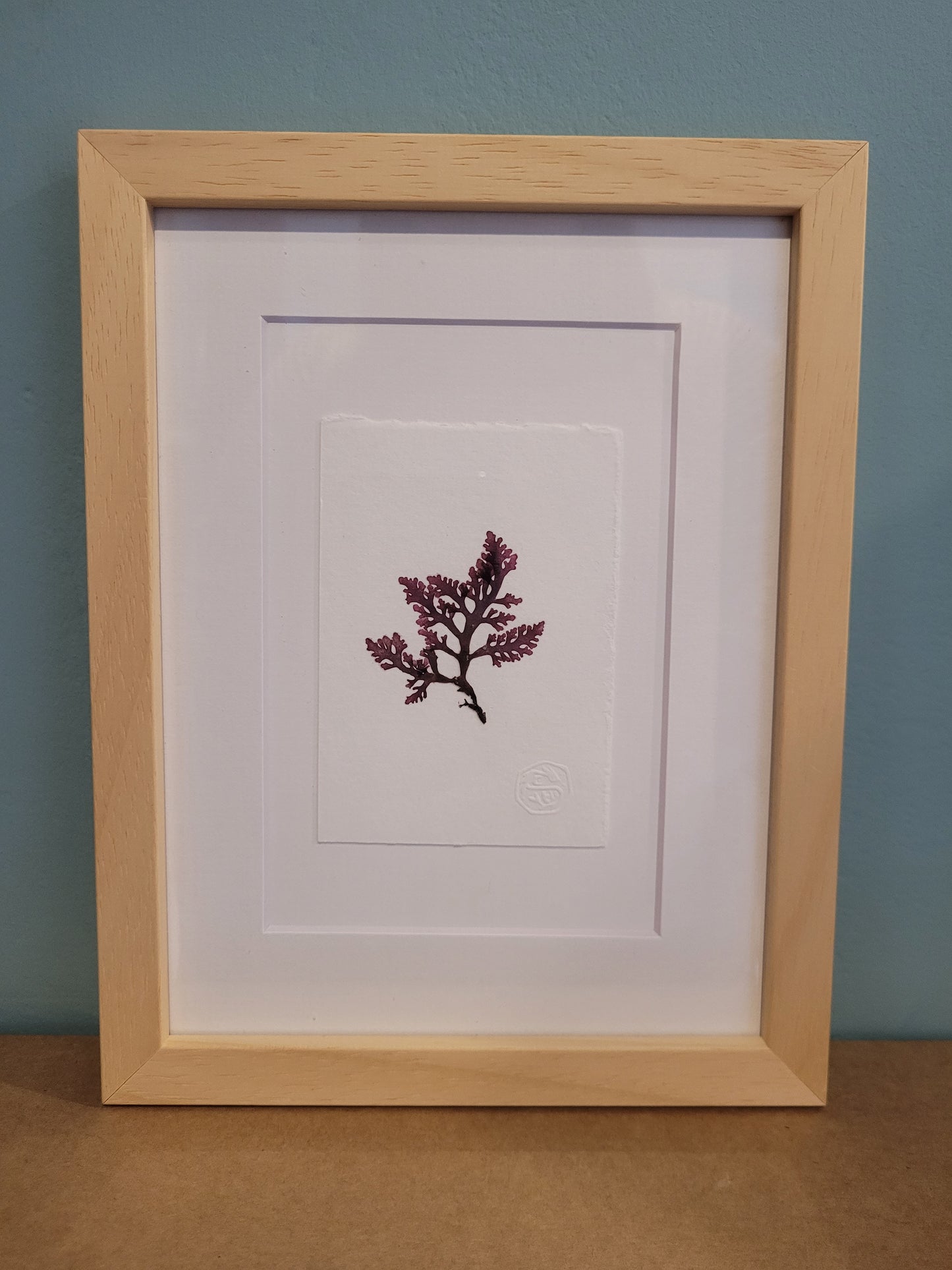 Framed Seaweed Pressings - Christine Ellen Harrison