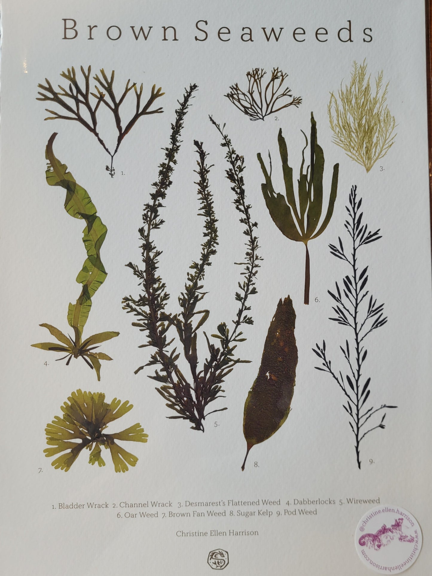 Seaweed Prints - Christine Ellen Harrison