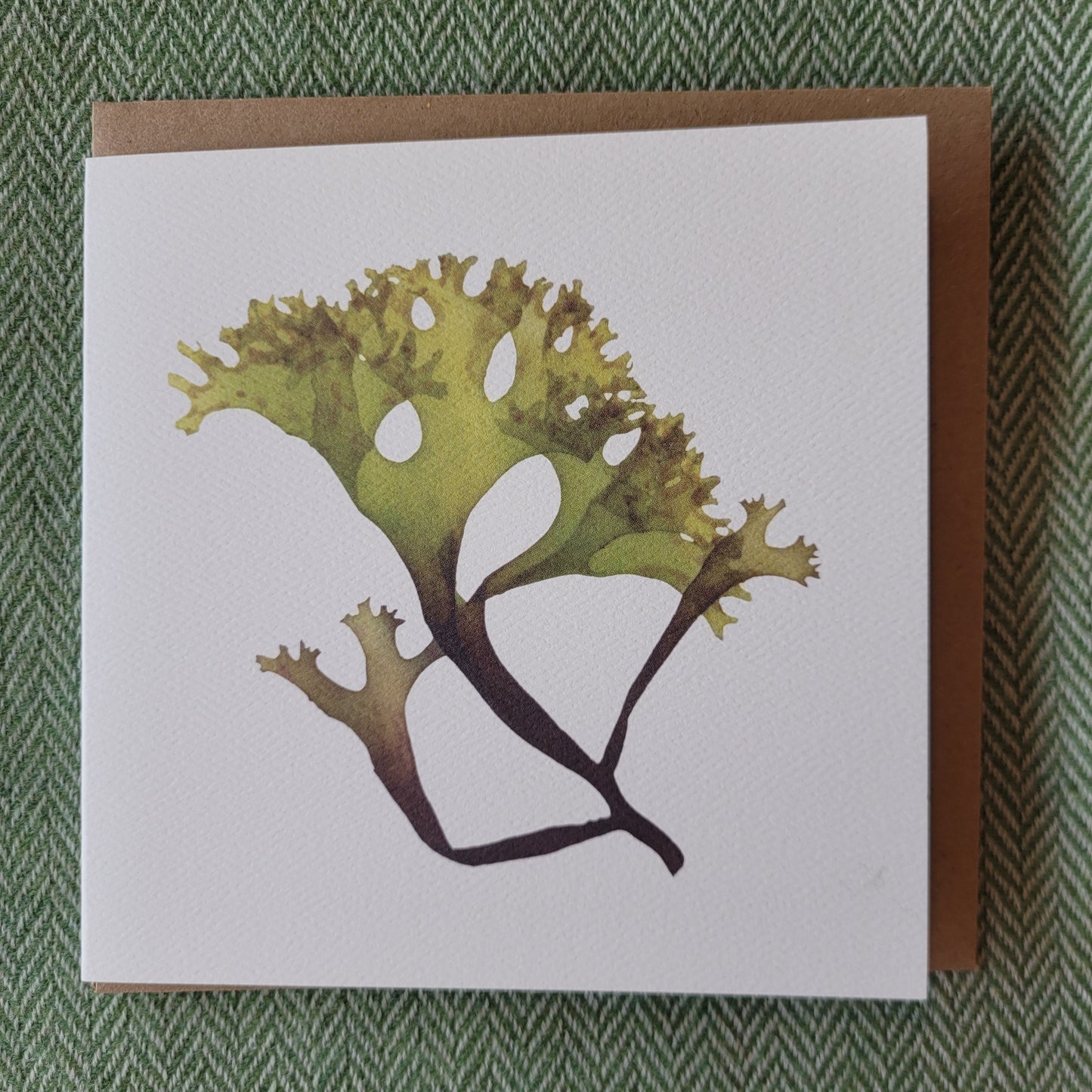 Hand Pressed Seaweed Cards - Christine Ellen Harrison