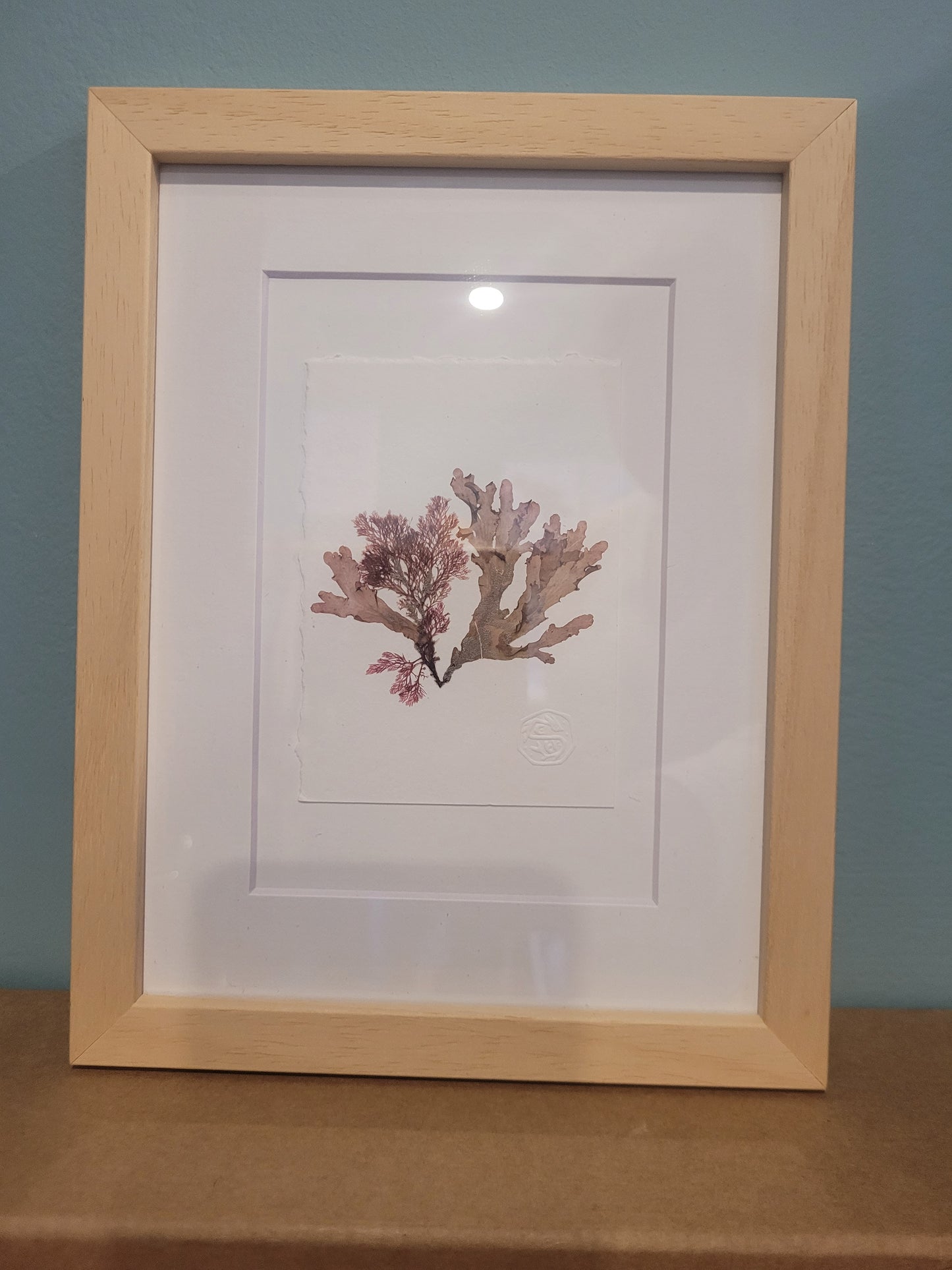 Framed Seaweed Pressings - Christine Ellen Harrison