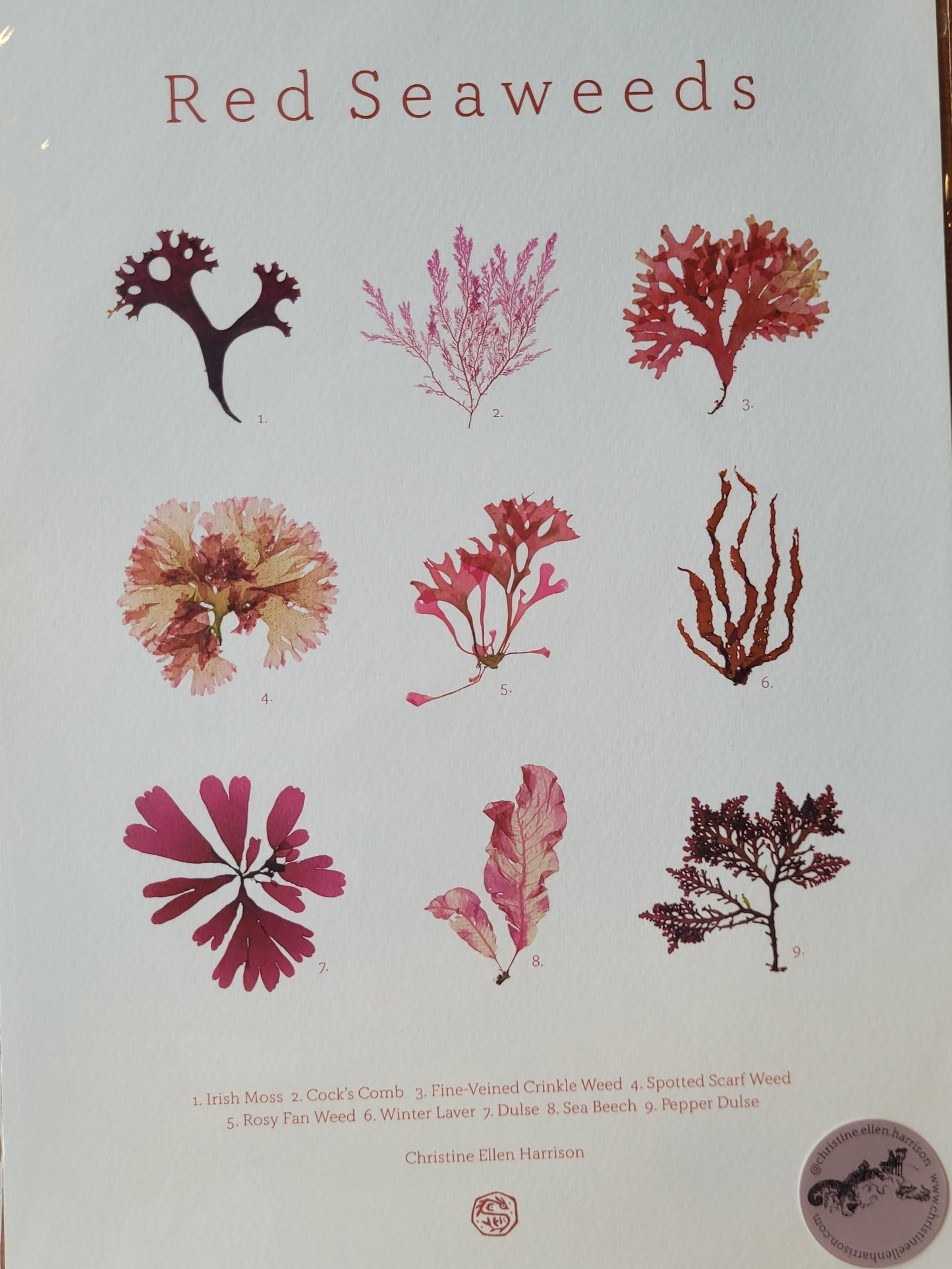 Seaweed Prints - Christine Ellen Harrison