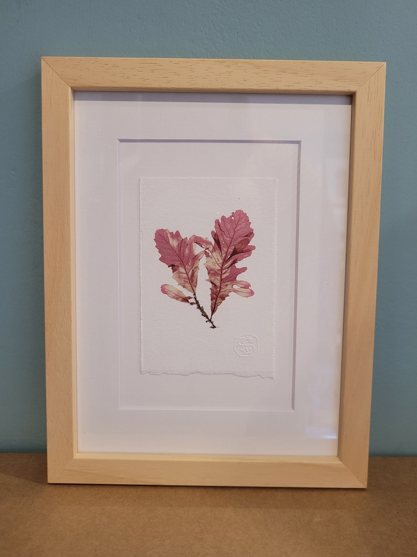 Framed Seaweed Pressings - Christine Ellen Harrison