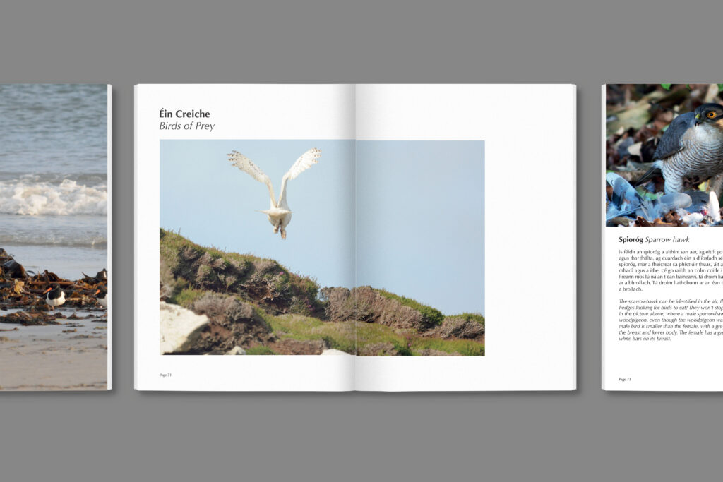 Birds Of Arranmore - Éin Árainn mhór
