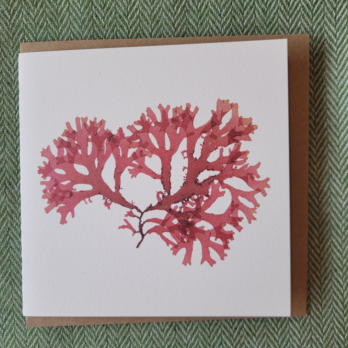 Hand Pressed Seaweed Cards - Christine Ellen Harrison