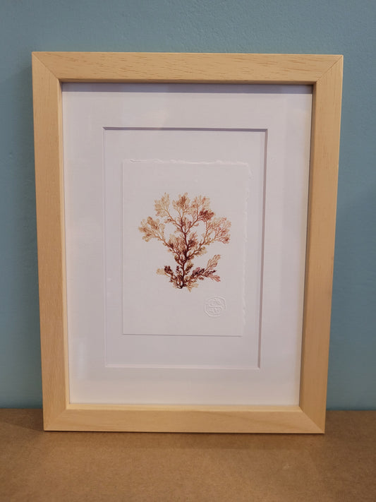 Framed Seaweed Pressings - Christine Ellen Harrison