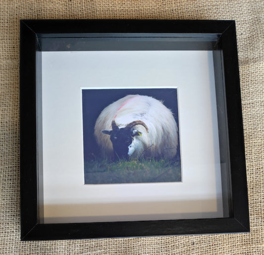 Sheep Framed - Photography